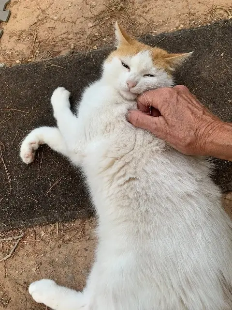 chatte lost   83210 La Farlède Bianca