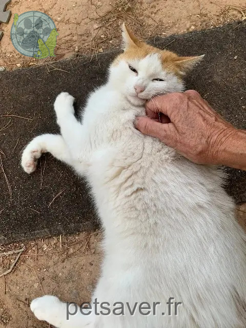 gata perdida 83210 La Farlède Bianca gata lost 83210 La Farlède Bianca