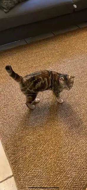 chatte lost   83340 Cabasse binouse