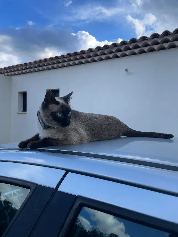 Chatte Perdue 83 Var - Blue Chatte Perdue 83 Var - Blue
