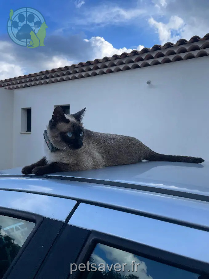 Chatte Perdue 83 Var - Blue Chatte Perdue 83 Var - Blue