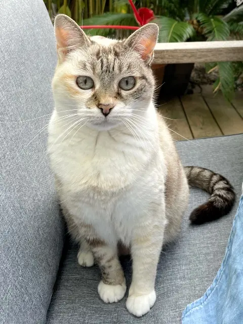 chatte lost   83140 Six-Fours-les-Plages Boucan
