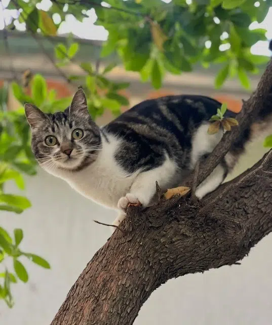 chatte lost   83130 La Garde Boy