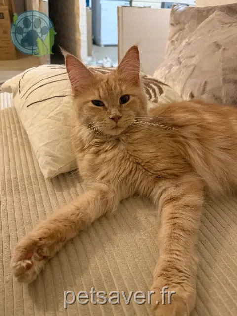 chatte lost   83220 Le Pradet Brindille