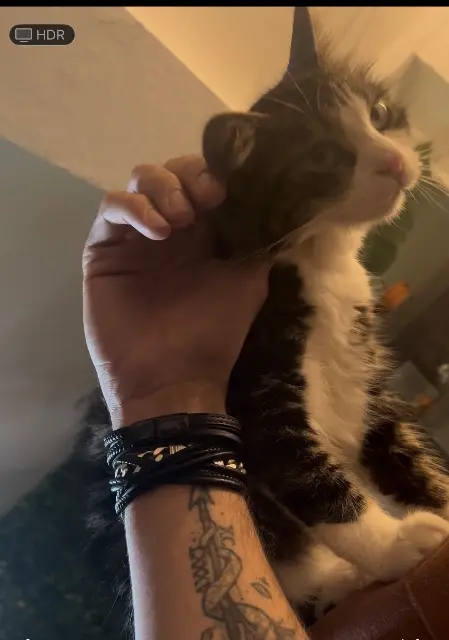 chatte lost   83210 Belgentier Bunny