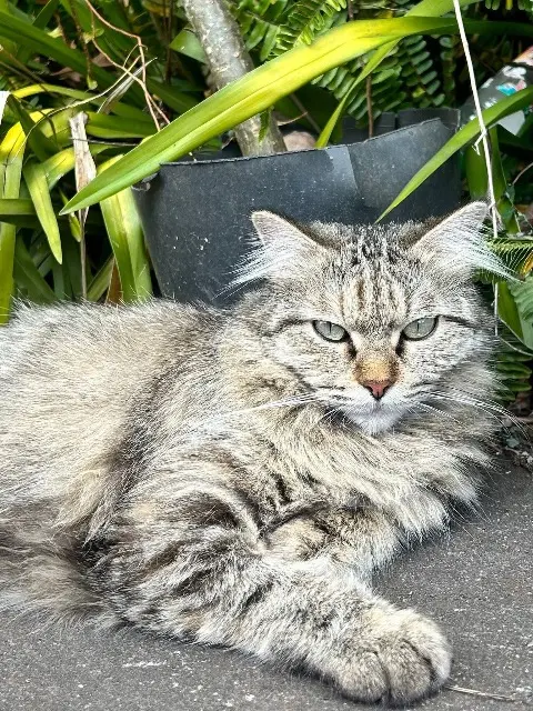 chatte lost   83131 Montferrat Bébé Chat