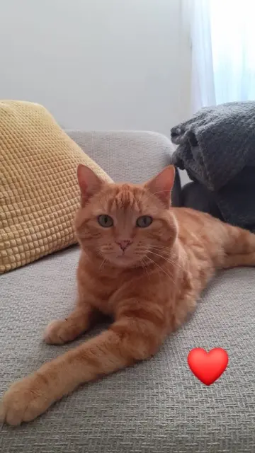 chatte lost   83230 Bormes-les-Mimosas Cannelle