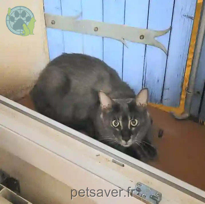 Chatte Perdue 83 Var - Capsule Chatte Perdue 83 Var - Capsule