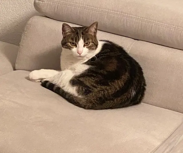 chatte lost   83400 Hyères CHANELLE