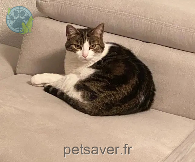 kat vermist 83400 Hyères CHANELLE kat lost 83400 Hyères CHANELLE