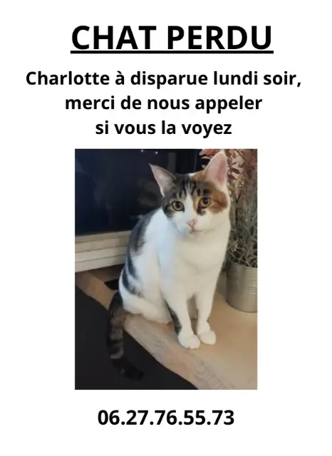 chatte lost   83400 Hyères Charlotte