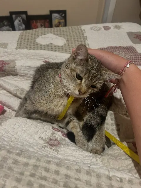 Katze vermisst Roquebrune-sur-Argens Chouchou Katze lost Roquebrune-sur-Argens Chouchou