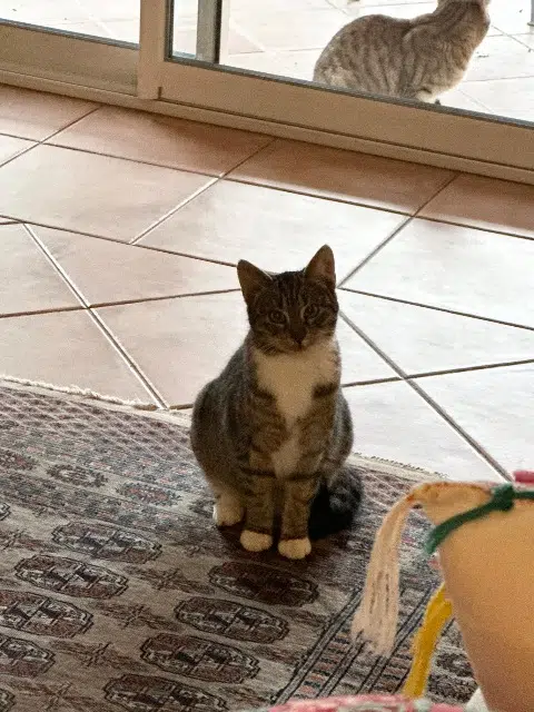 chatte lost   83510 Saint-Antonin-du-Var Coquine