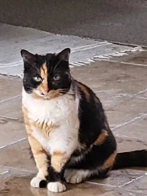 chatte lost   83130 La Garde Câlina