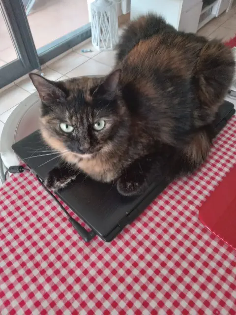 chatte lost   83500 La Seyne-sur-Mer DIANA