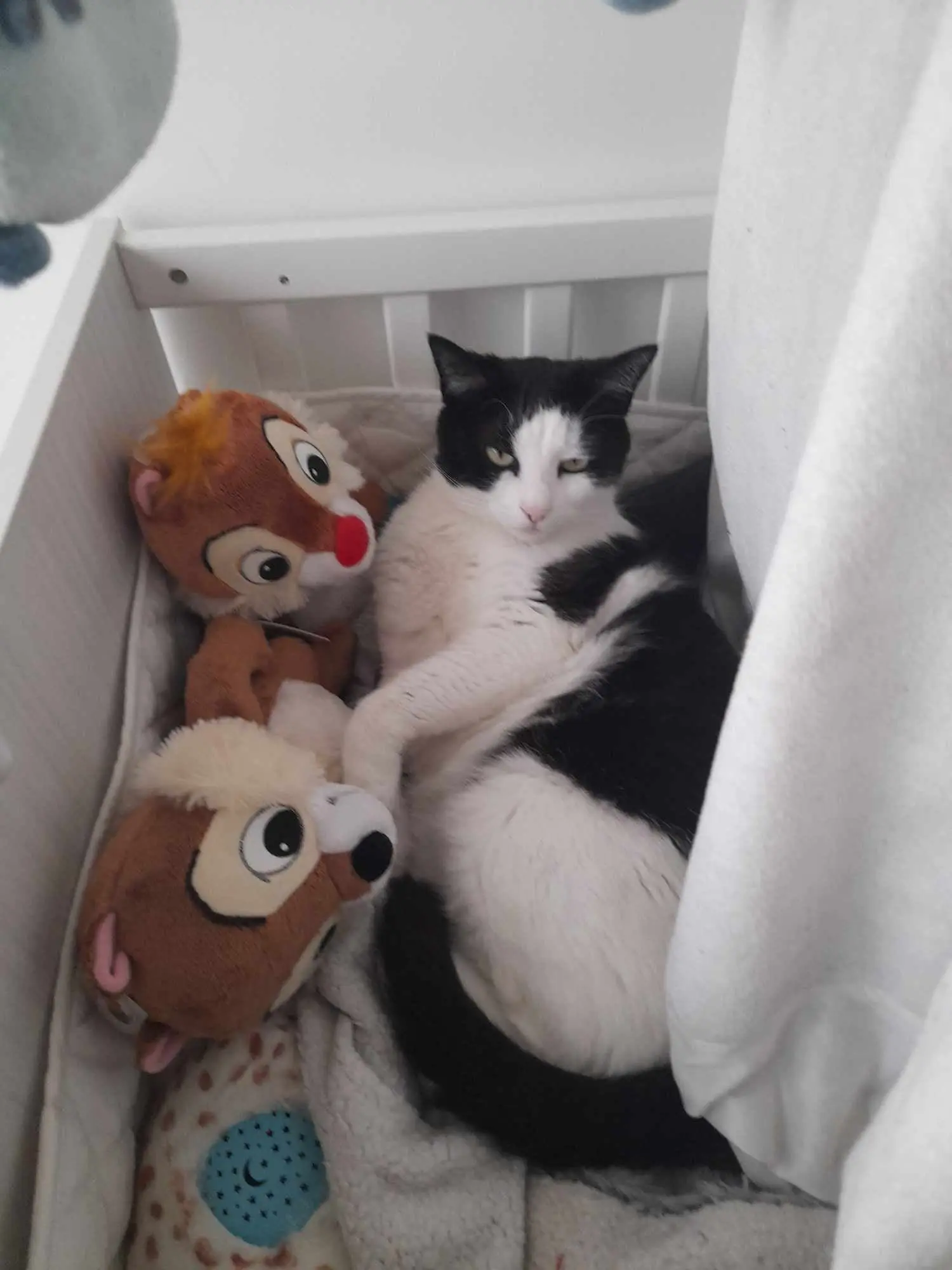 Chatte Perdue 83 Var - Duchesse Chatte Perdue 83 Var - Duchesse