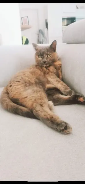 chatte lost   83480 Puget-sur-Argens Eden