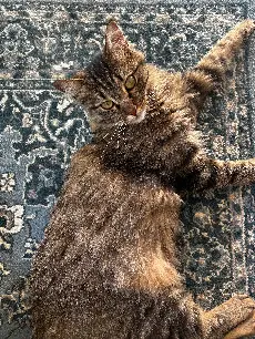 Chatte Perdue 83 Var Chatte Perdue 83 Var