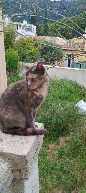 chatte lost   83160 La Valette-du-Var Flona