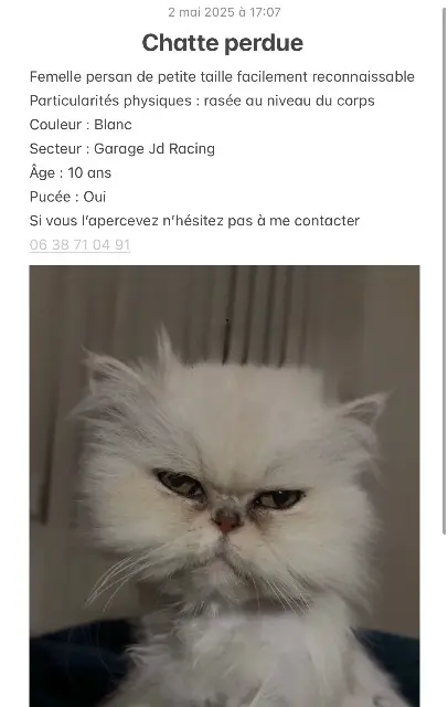 chatte lost   83480 Puget-sur-Argens Gaya