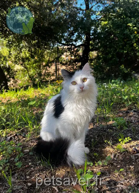 chatte lost   83300 Draguignan Ginette