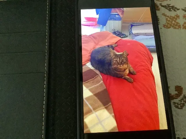 chatte lost   83400 Hyères Grisou