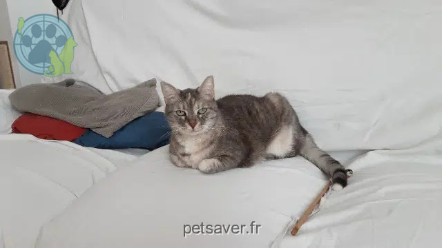 chatte lost   83130 La Garde Hermine