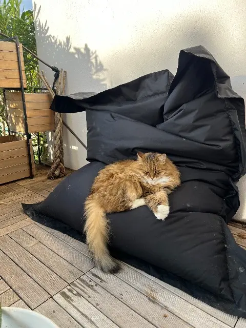 chatte lost   83440 Tanneron Ikate