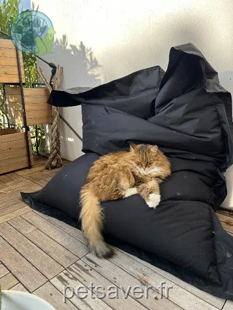 kat vermist 83440 Tanneron Ikate kat lost 83440 Tanneron Ikate