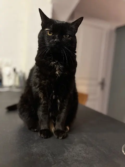 chatte lost   83570 Montfort-sur-Argens Ipad