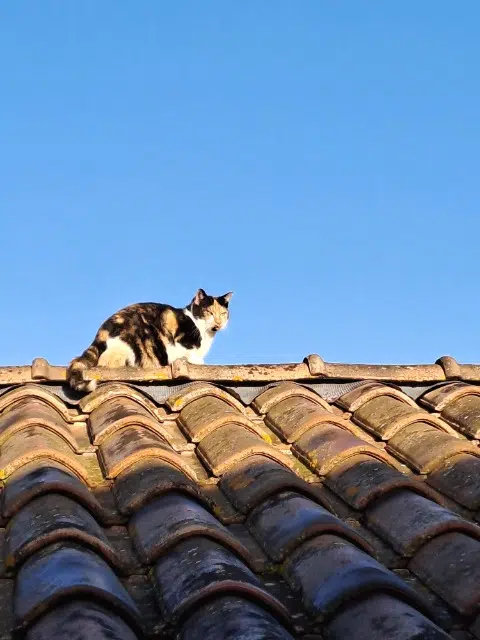 chatte lost   83390 Puget-Ville Isis