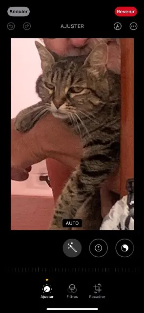 chatte lost    Saint-Raphaël Janaée