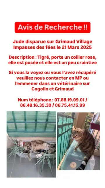 chatte lost   83310 Grimaud Jude