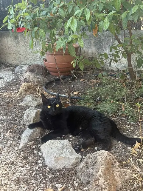 chatte lost   83150 Bandol June