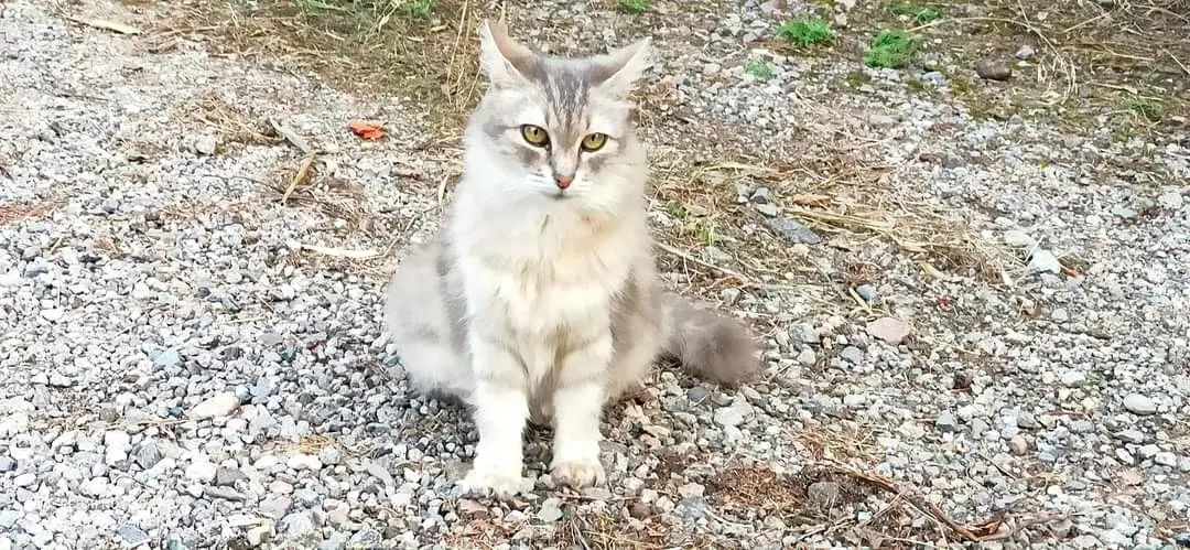 Chatte Perdue 83 Var - Kahouette Chatte Perdue 83 Var - Kahouette