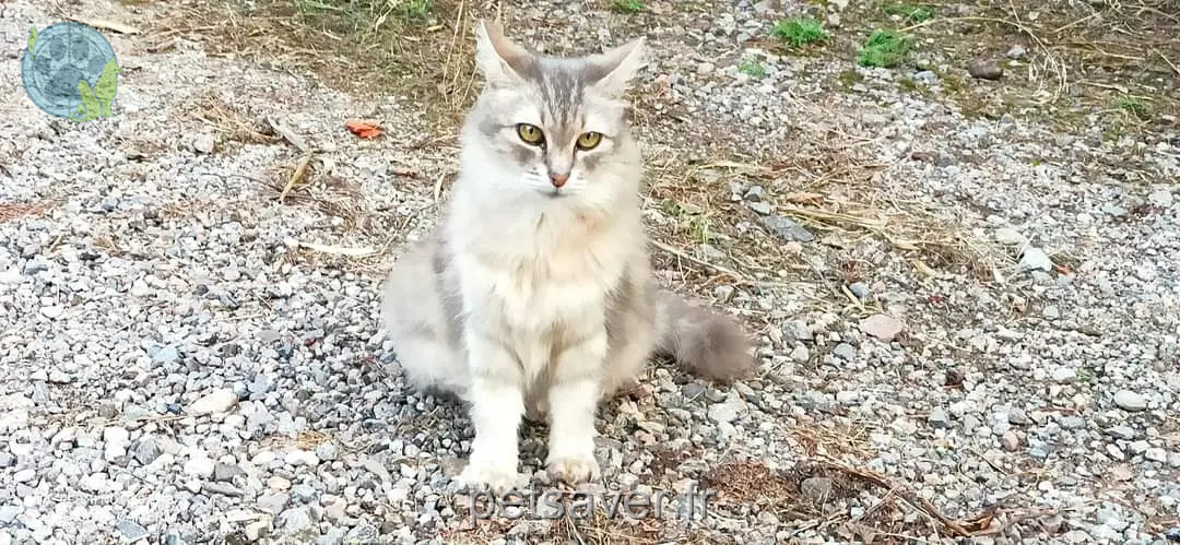 Chatte Perdue 83 Var - Kahouette Chatte Perdue 83 Var - Kahouette