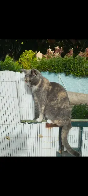 chatte lost   83320 Carqueiranne Kaya