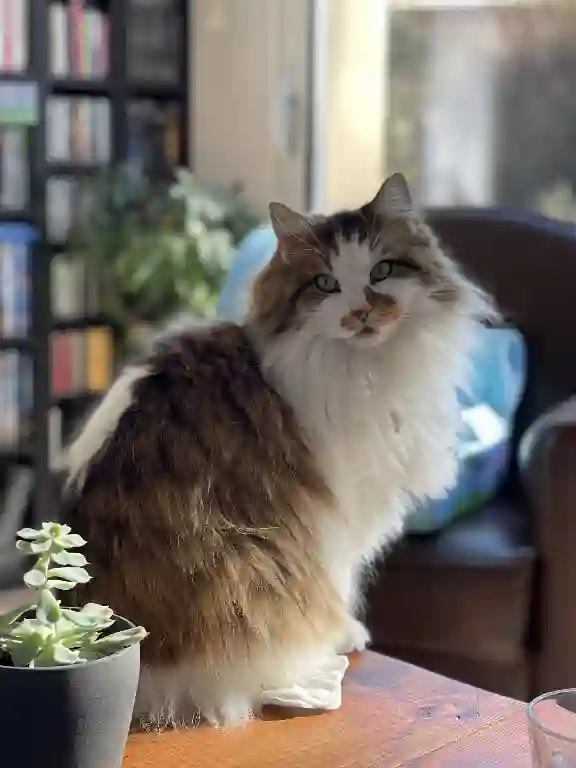 Chatte Perdue 83 Var - Kimber Chatte Perdue 83 Var - Kimber