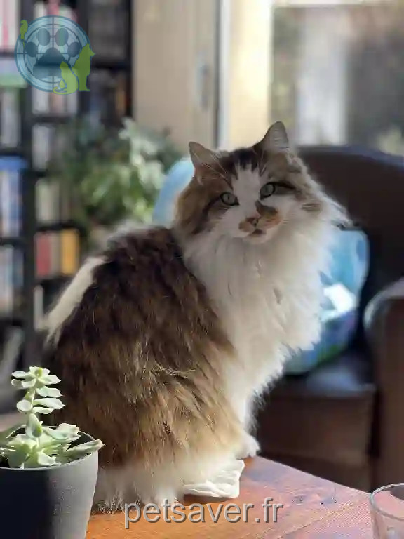 Chatte Perdue 83 Var - Kimber Chatte Perdue 83 Var - Kimber