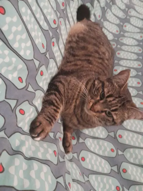 chatte lost   83510 Lorgues Kirby