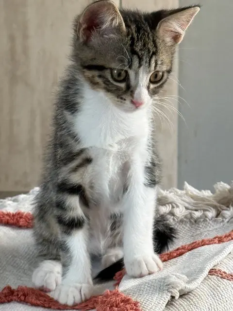 chatte lost   83136 La Roquebrussanne Kitty
