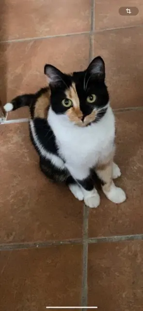 chatte lost   83570 Correns Kiwi
