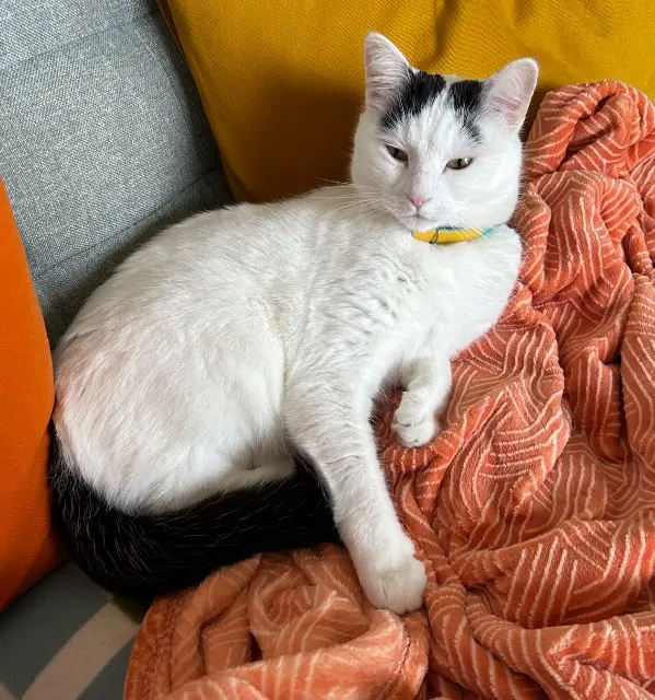 chatte lost    Roquebrune-sur-Argens Kloé