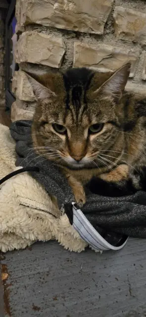 chatte lost   83340 Le Luc Tyla
