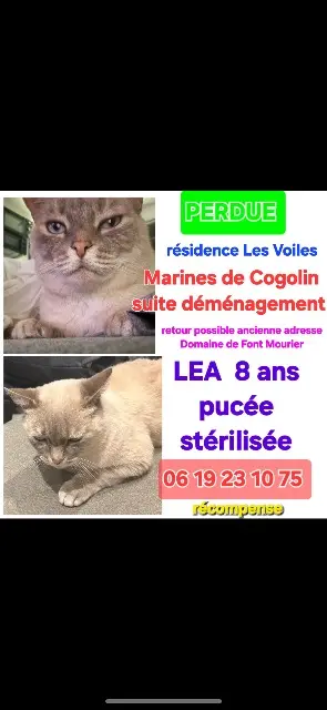 chatte lost   83310 Cogolin Lea