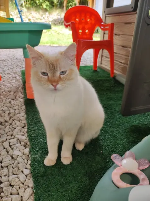 chatte lost   83690 Salernes Leïa