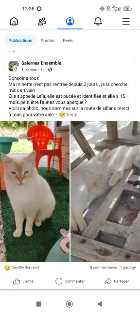 chatte lost   83690 Salernes Leïa