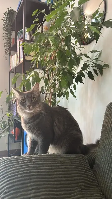 chatte lost   83400 Hyères Lili