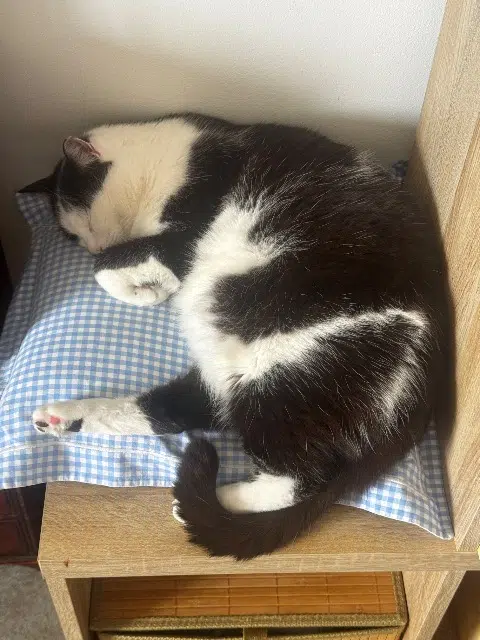 chatte lost   83500 La Seyne-sur-Mer Lily