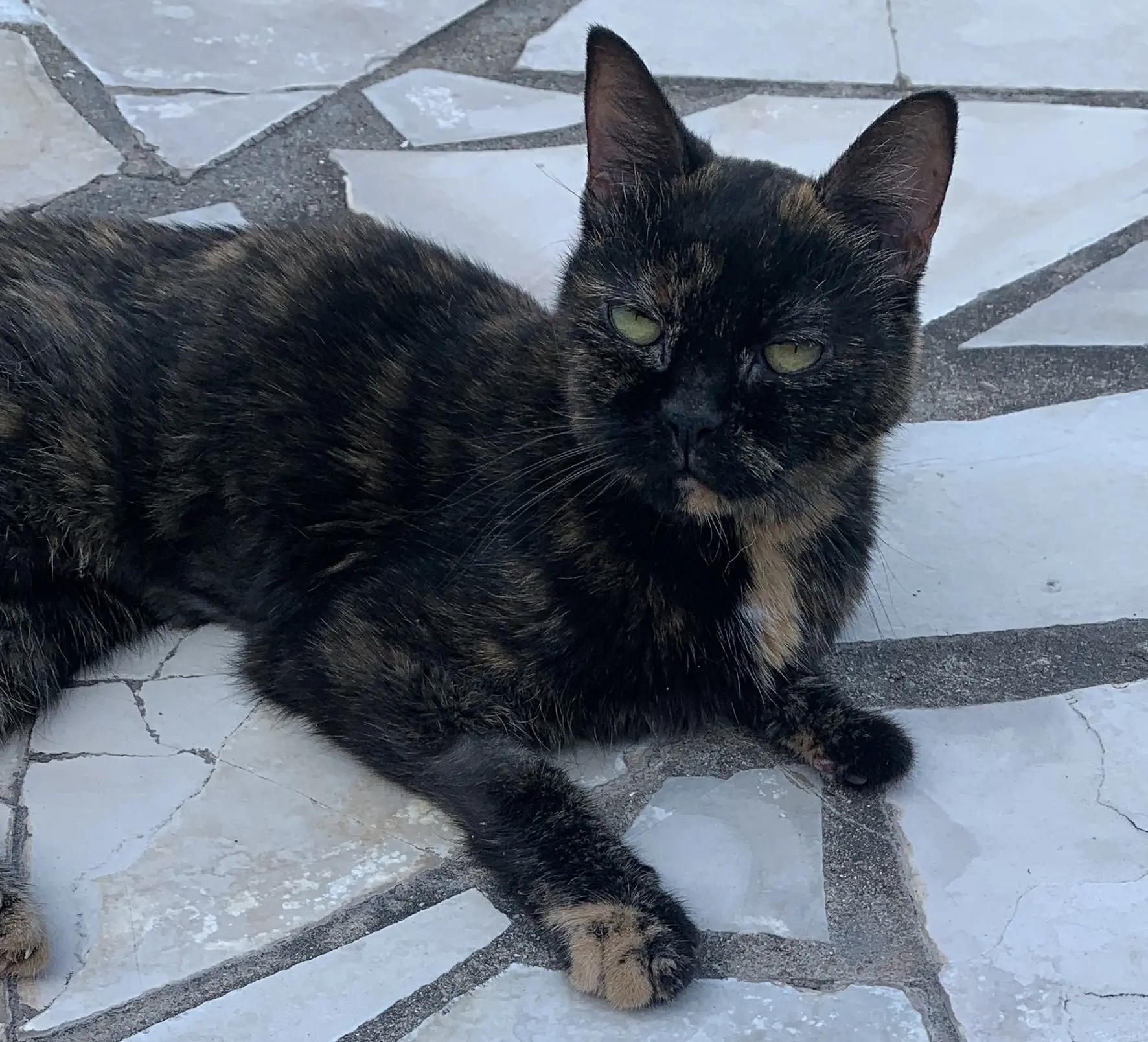 chatte lost    Fréjus Lola